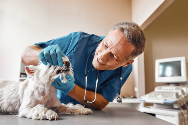 Best Emergency Root Canal Treatment in Tucson, AZ